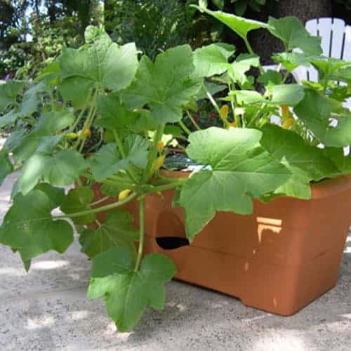 Grow Box Staking Kit