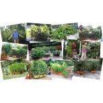 The Garden Patch GrowBox™ Self-Watering Tomato Planter - Image 6
