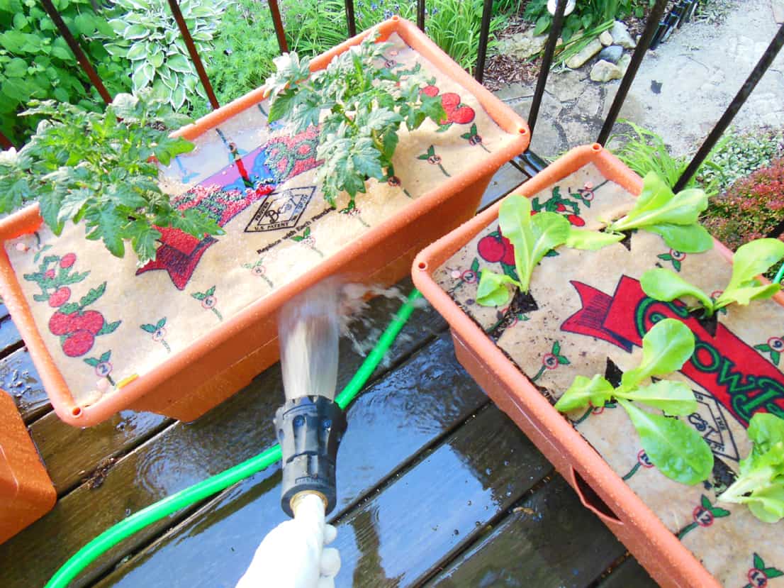 Growbox Watering With Natural Rainwater GrowBox Watering with natural rainwater