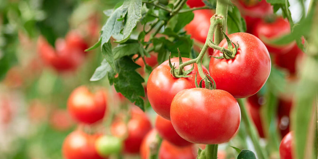 What Causes Tomatoes To Split On The Vine And How To Stop It