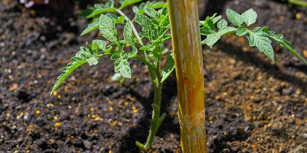 best mulch for tomato plants