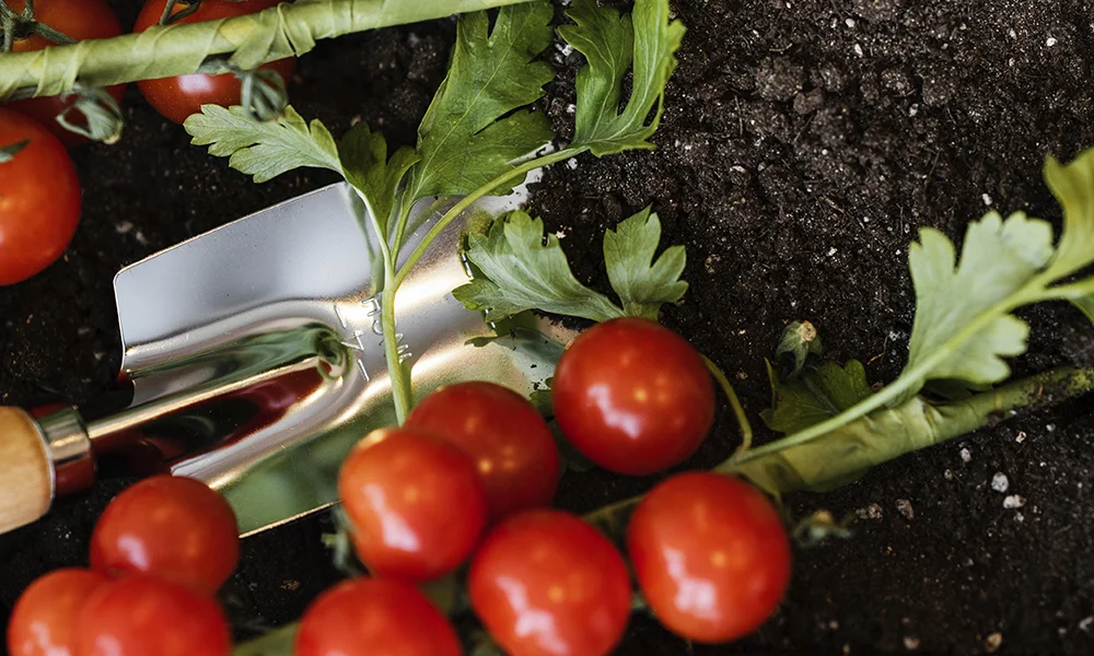 best soil for tomatoes