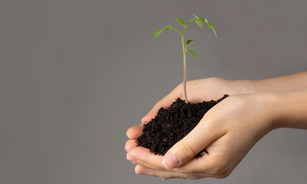 best soil for tomatoes
