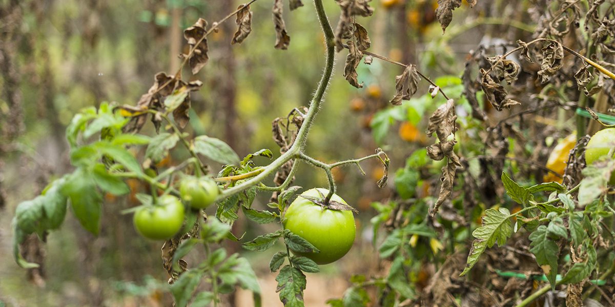 browning leaves on tomato plants