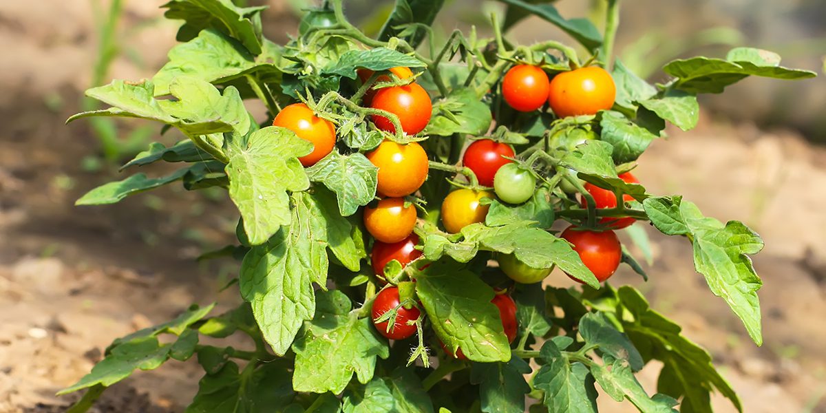 Browning Leaves On Tomato Plants browning leaves on tomato plants