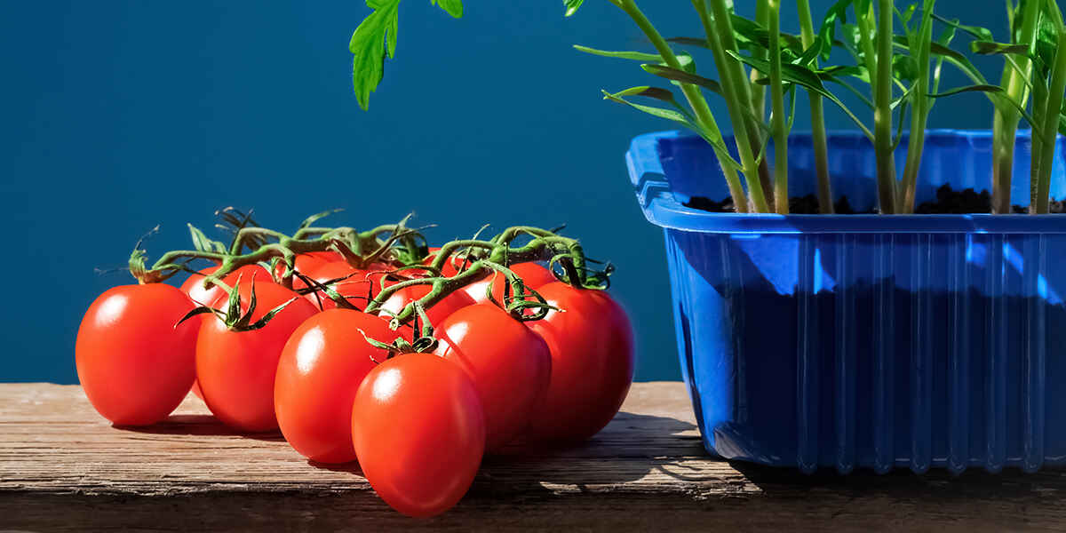 calcium for tomato plants