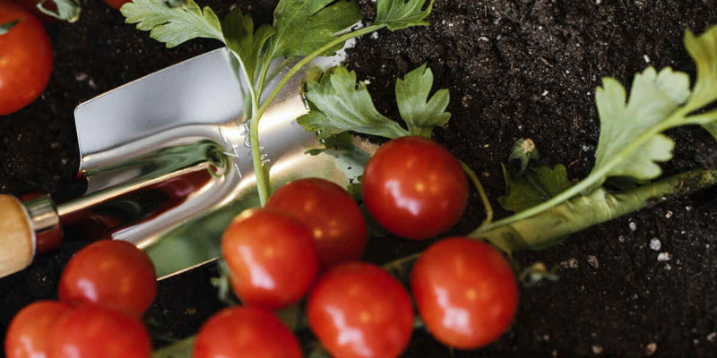 The Importance Of Calcium For Tomato Plants (+ Growing Tips)
