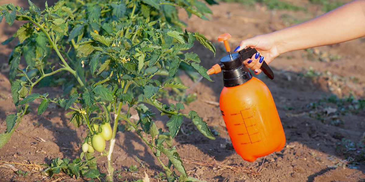can you overfertilize your plants