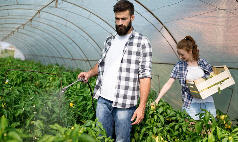 care and maintenance of tomato plants