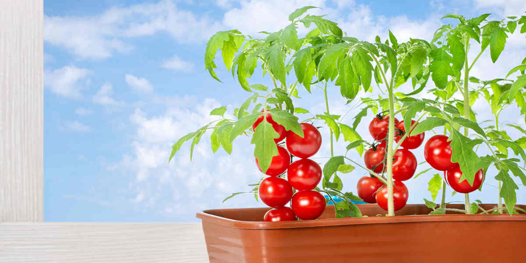 Determinate Vs. Indeterminate Tomatoes Key Differences