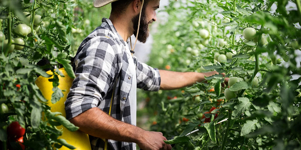 fertilize tomato