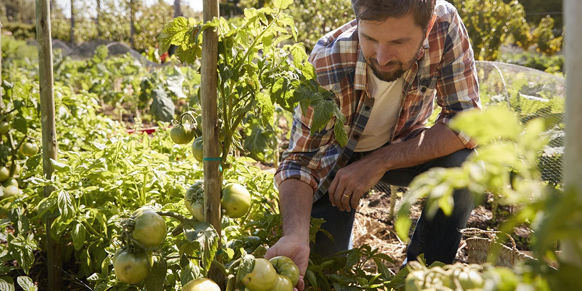 fertilizer for vegetable garden