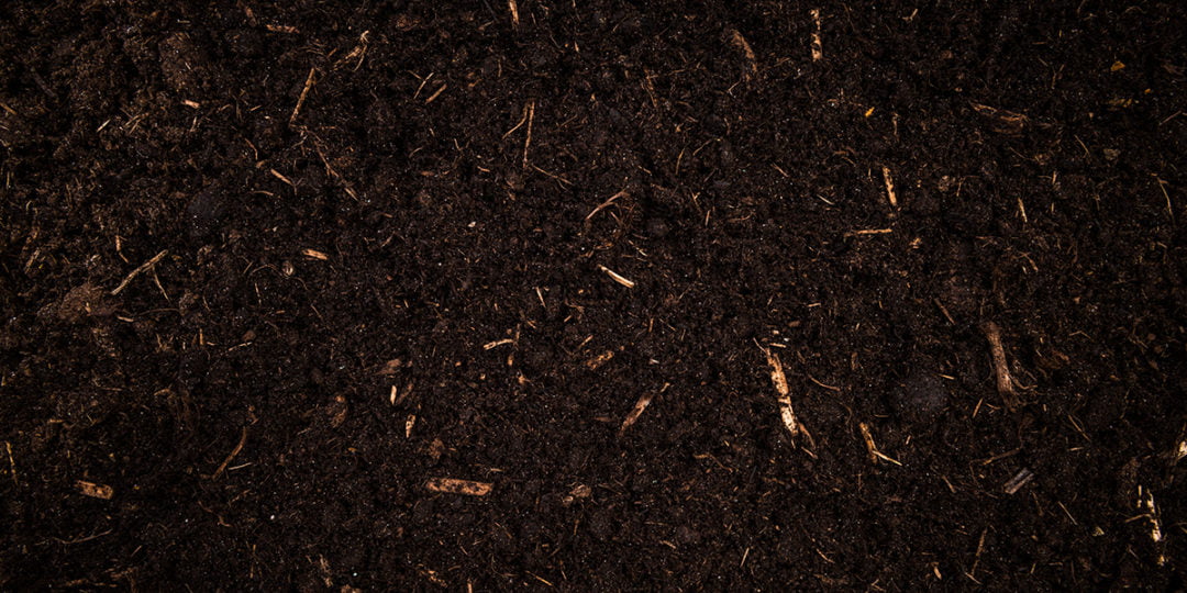 8 Common Garden Soil Pests And How To Get Rid Of Them Garden Patch