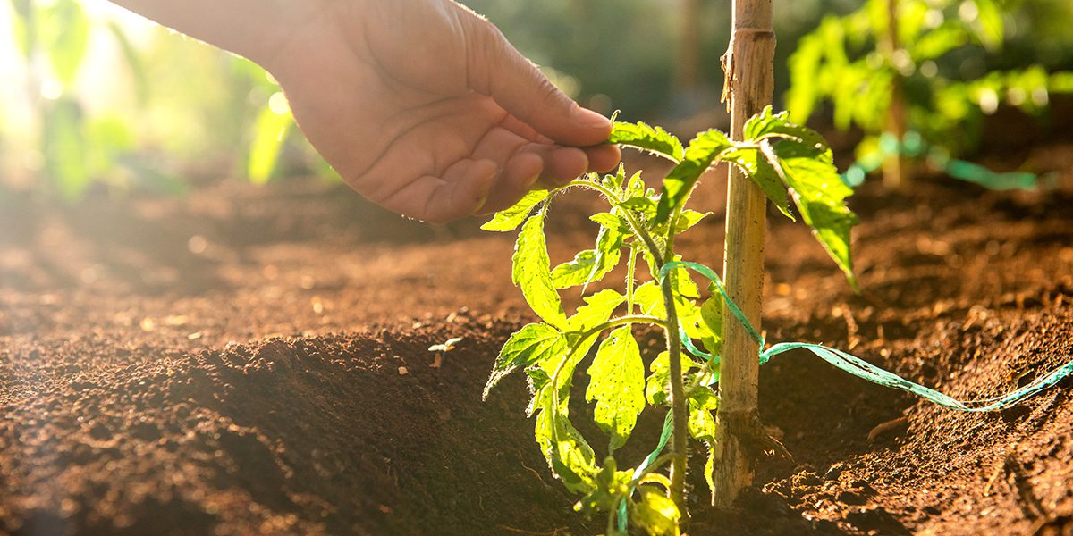 Debunking The 10 Most Common Gardening Myths That You Should Never ...