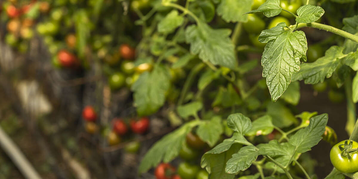 grafted tomato plants