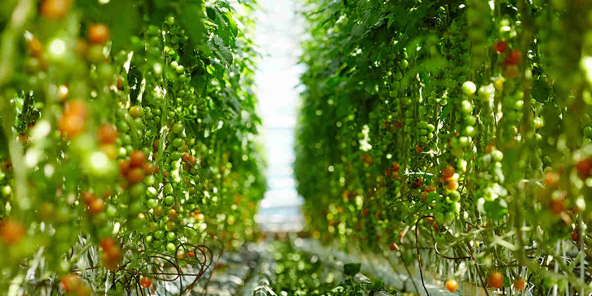 grafted tomato plants