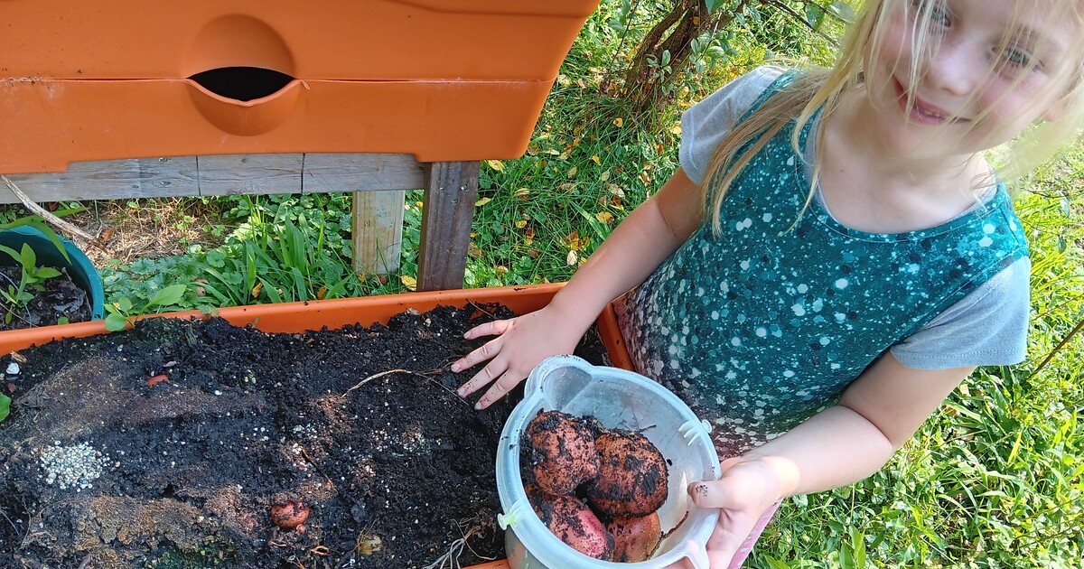 Is Container Gardening Worth It? How Much You Can Save Growing Your Own Groceries