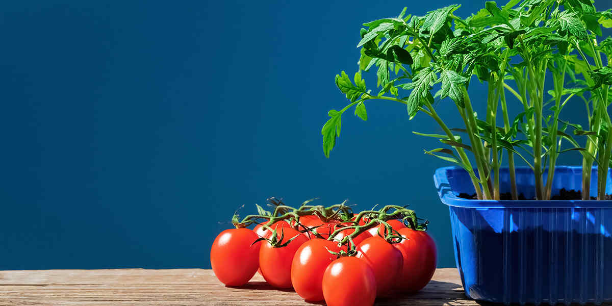 growbox tomato