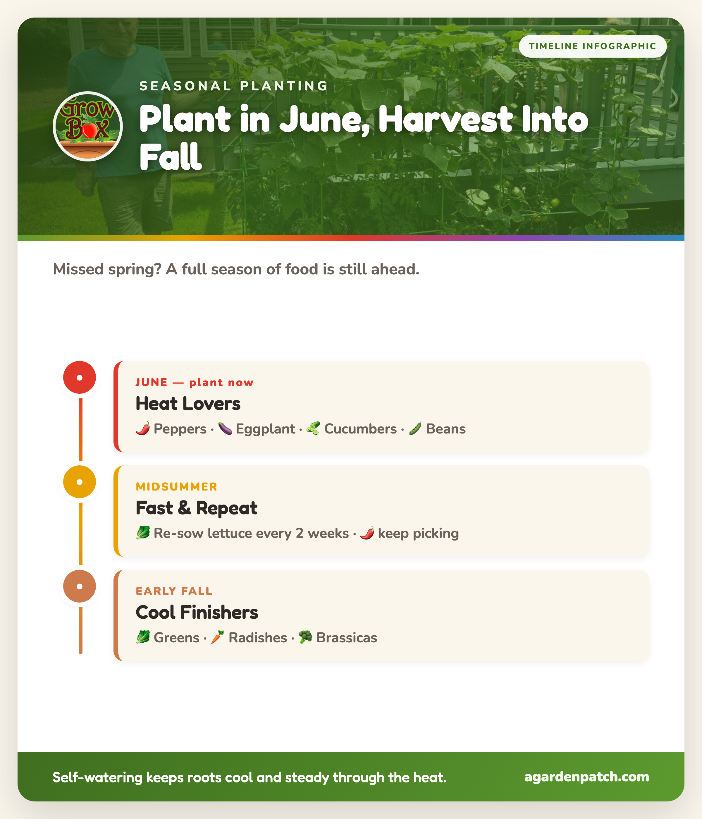 Infographic: what to plant in June in a container garden