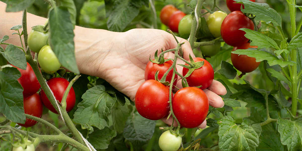 healthy tomato