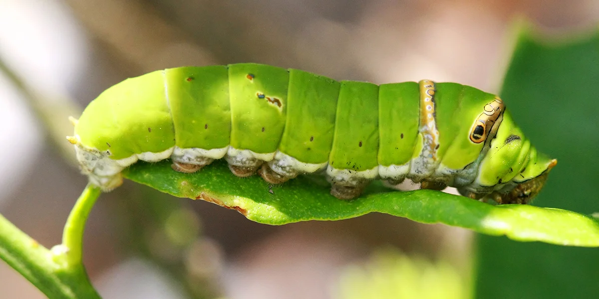 tomato hornworm damage