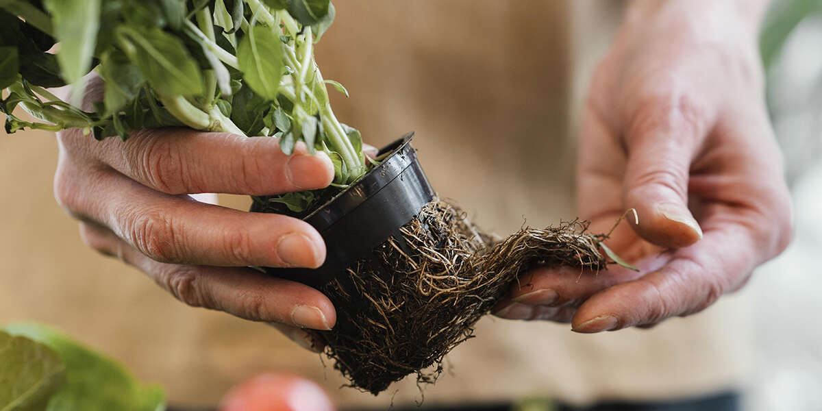how deep do tomato roots grow 