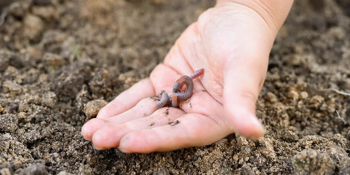 how do earthworms help the soil