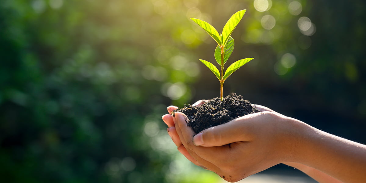 how-nutrients-enter-plant