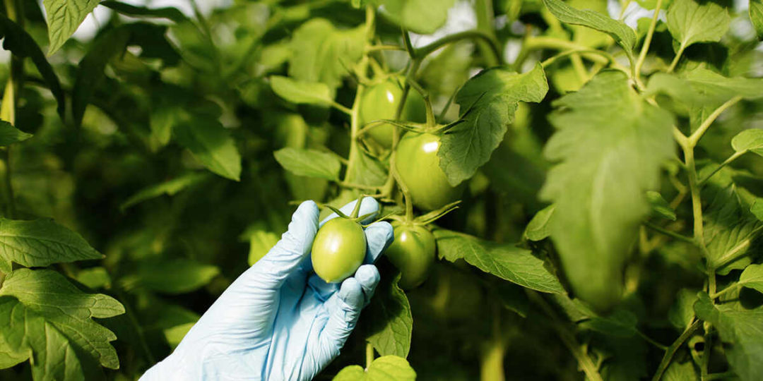 How Do Plants Get Phosphorus? Sources Of Phosphorus