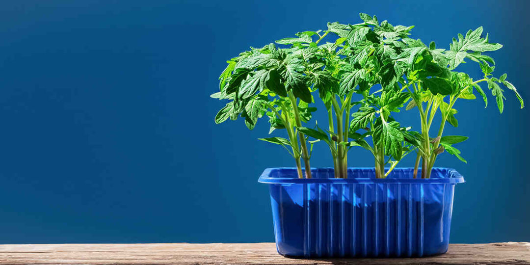 How Do Plants Get Phosphorus? Sources Of Phosphorus