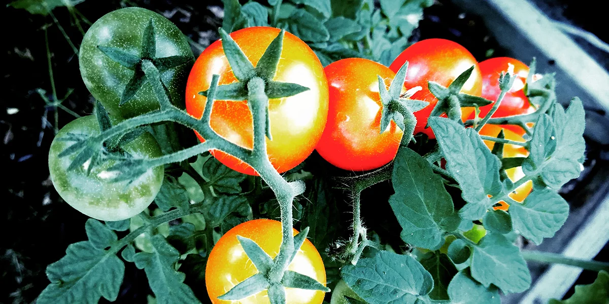how often should you water tomato plants