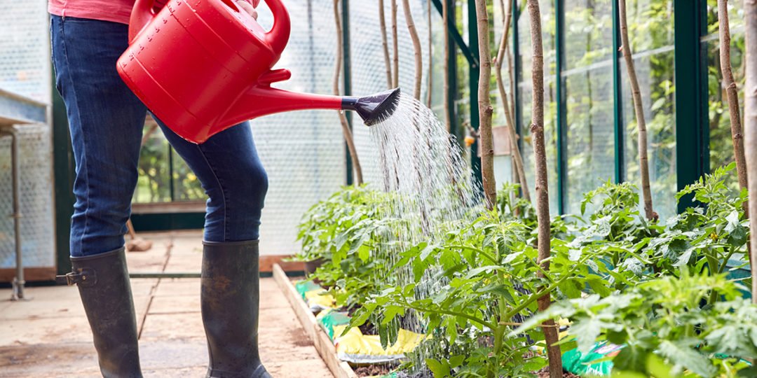 How Often Should You Water Tomato Plants And How A SelfWatering System