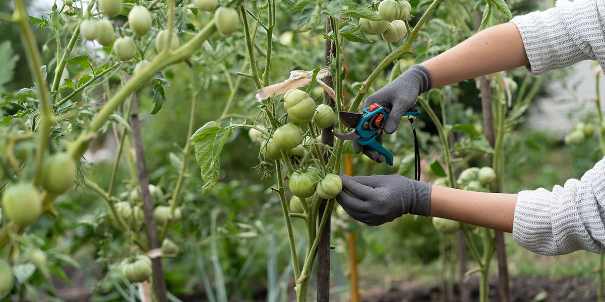 how to prune tomato plants