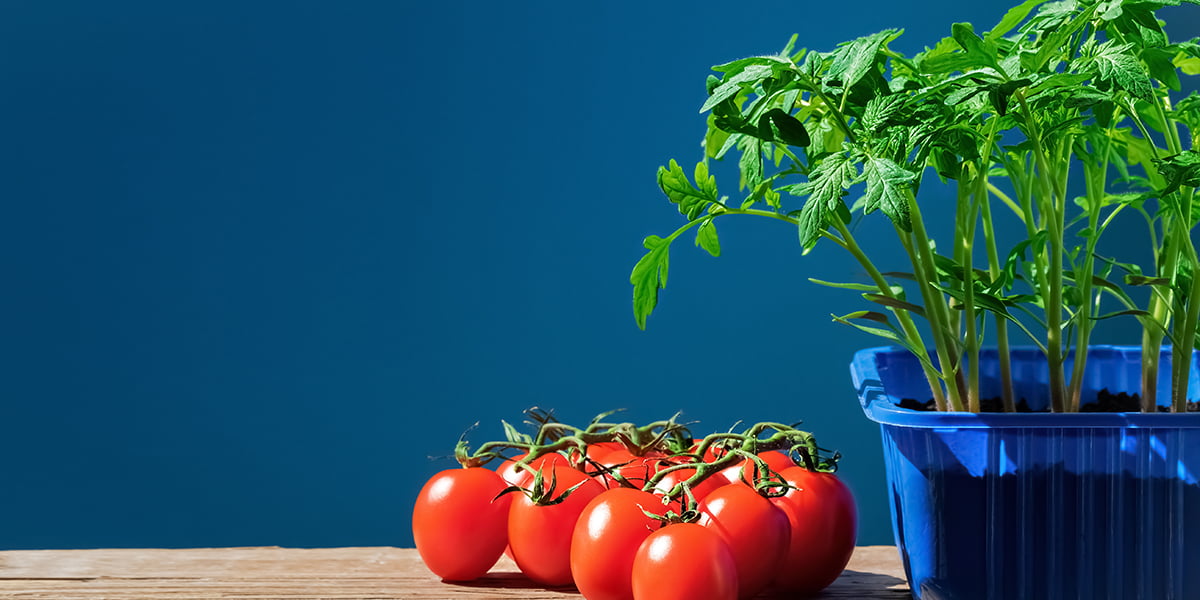 how to prune tomato plants