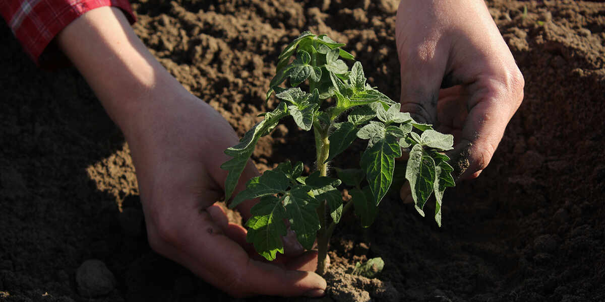mulch for tomato plants