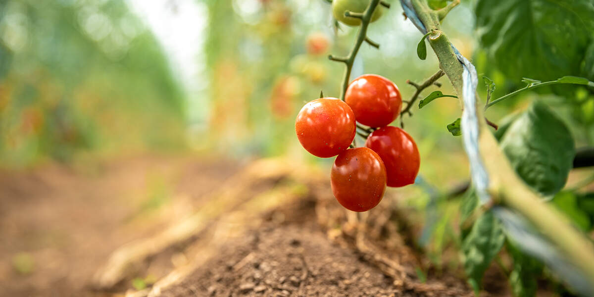 nutrient deficiency in tomatoes