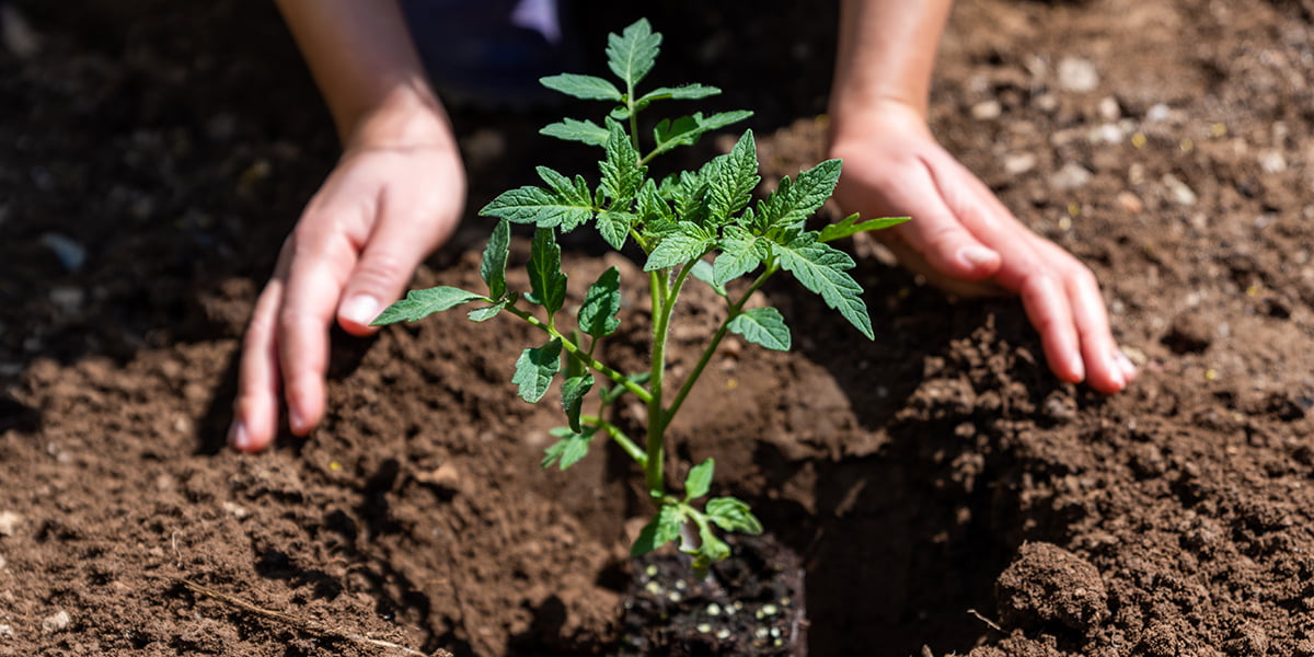 ph level in soil