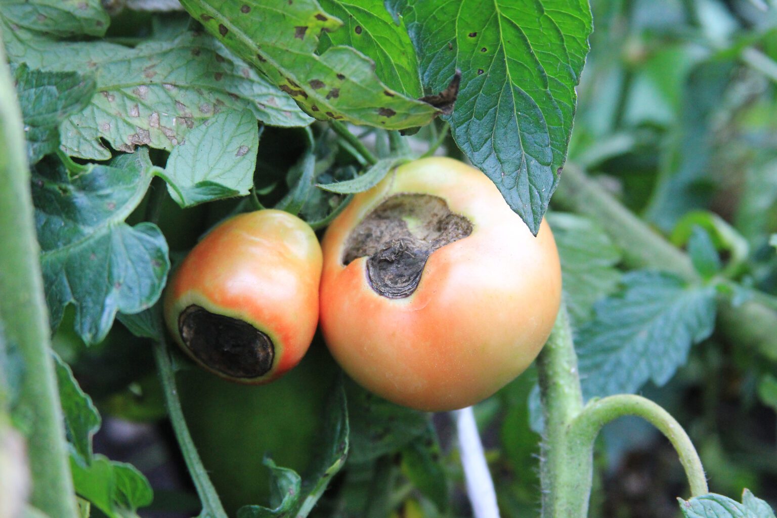 Browning Tomato Plant Leaves Causes And Solutions