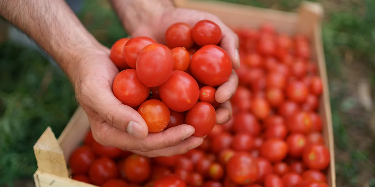 Tomato Harvest Time When To Pick Them For The Best Taste