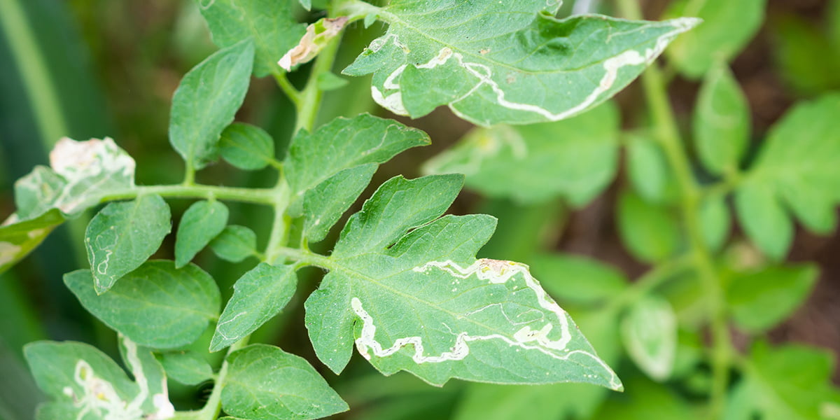 tomato hornworm damage