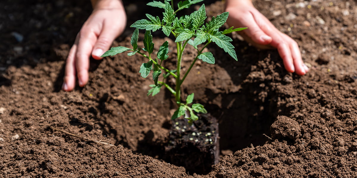 Tomato Plant Spacing 2 tomato plant spacing