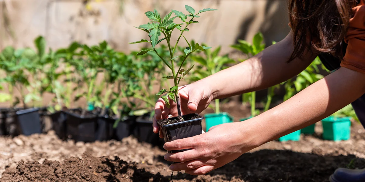 tomato plant spacing