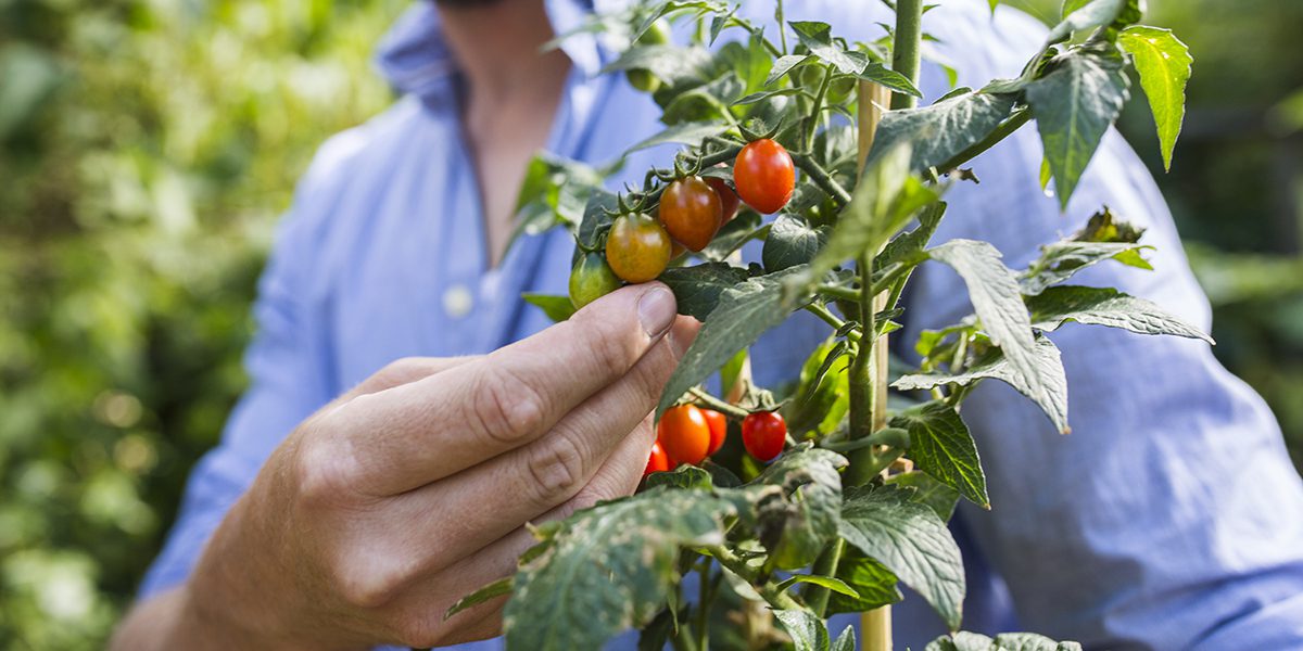 Tomato Diseases tomato diseases