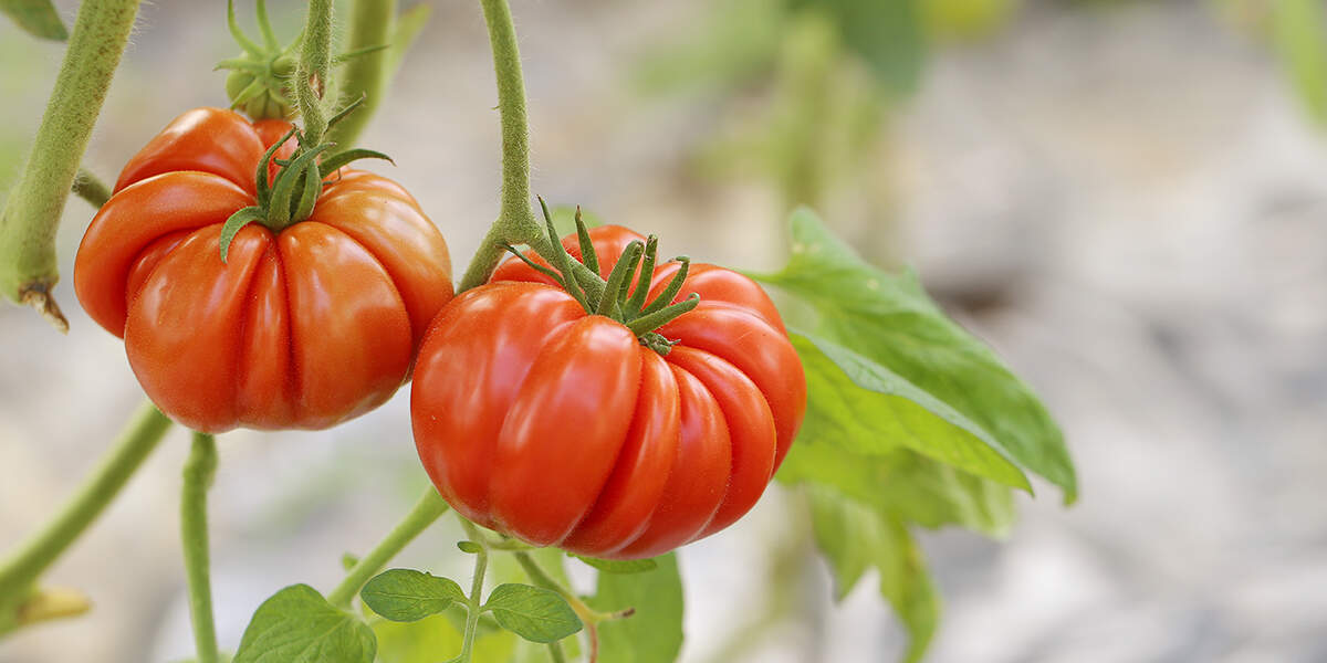 What Are Heirloom Tomatoes? 5 Facts About Heirloom Varieties