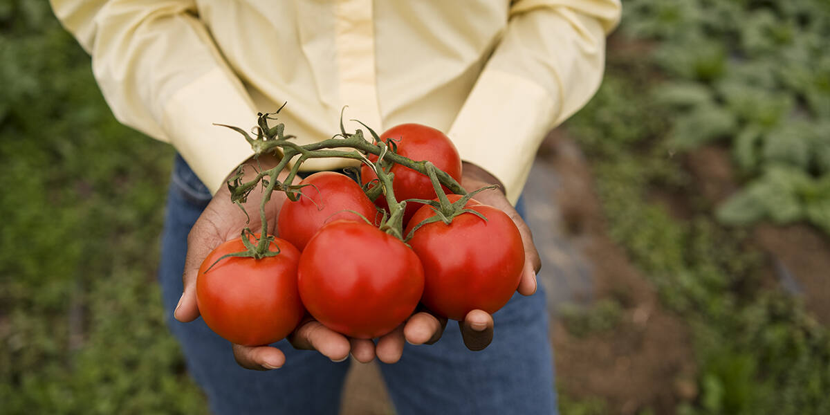 what are heirloom tomatoes