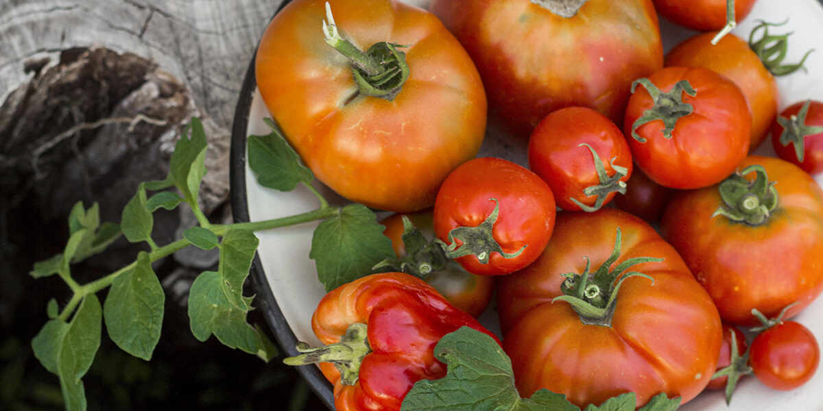 what causes tomatoes to split on the vine