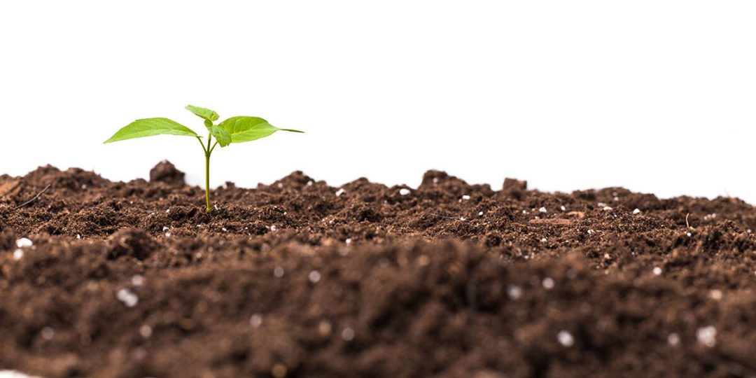 Why Is Peat Moss Bad For Plants? Drawbacks Of Peat Moss