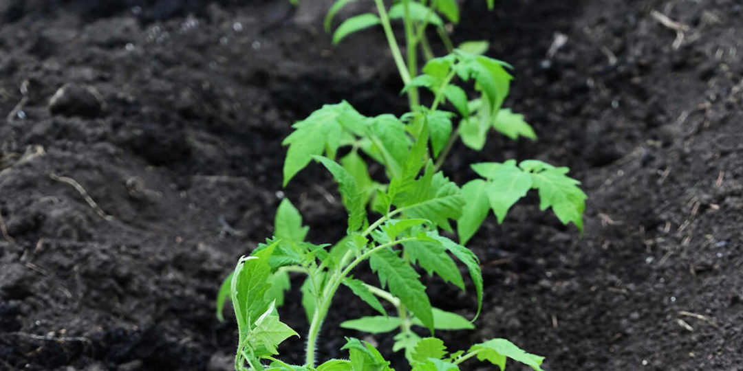 What Is The Best Mulch For Tomato Plants? + Mulching Tips