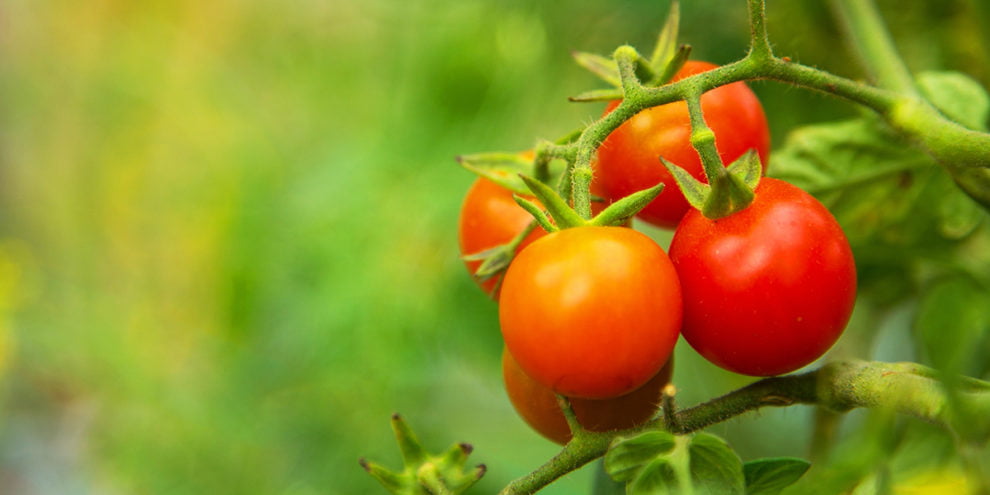 What Nutrients Do Tomatoes Need To Grow A Garden Patch what-nutrients-do-tomatoes-need-to-grow-a-garden-patch