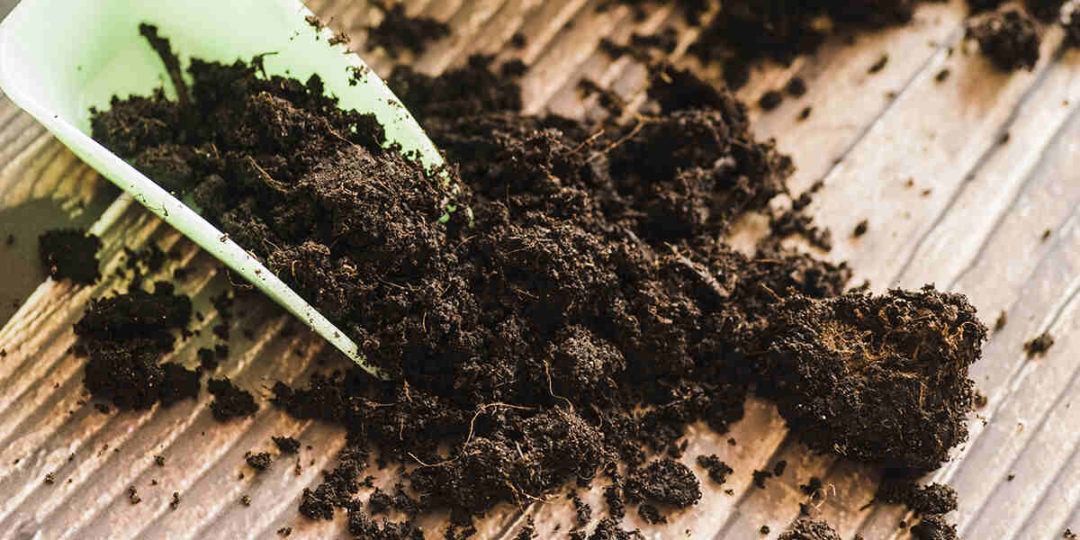 Why Is Peat Moss Bad For Plants? Drawbacks Of Peat Moss